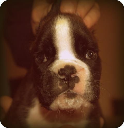 Che, 6 weeks